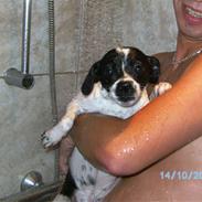 Blanding af racer Nala