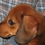 Gravhund Tikko DØD  :o(