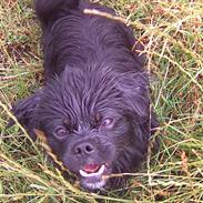 Blanding af racer thilde