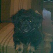 Blanding af racer thilde