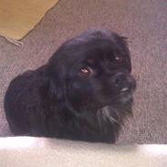 Blanding af racer thilde