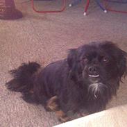 Blanding af racer thilde