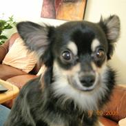 Chihuahua Lui