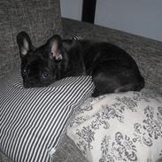 Fransk bulldog Cocio