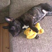 Fransk bulldog Cocio