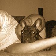 Fransk bulldog Cocio