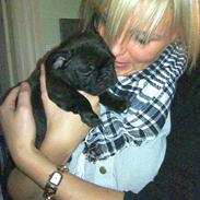 Fransk bulldog Cocio