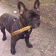 Fransk bulldog Cocio