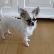 Chihuahua Fanni