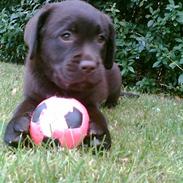 Labrador retriever Lab.Dog's Yasmin (Cocio)