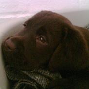 Labrador retriever Lab.Dog's Yasmin (Cocio)