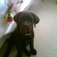 Labrador retriever Lab.Dog's Yasmin (Cocio)