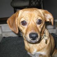 Blanding af racer Felia 