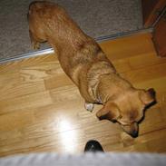 Blanding af racer Felia 