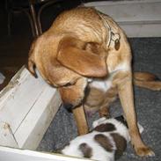 Blanding af racer Felia 