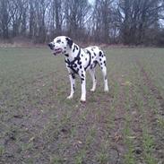 Dalmatiner Lucky