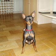 Dvaergpinscher Zara