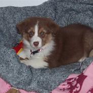 Australian shepherd Enya