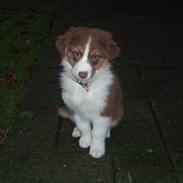 Australian shepherd Enya