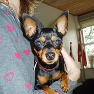 Dvaergpinscher Zara