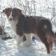 Australian shepherd Enya