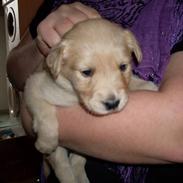 Golden retriever Karla