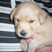 Golden retriever Karla