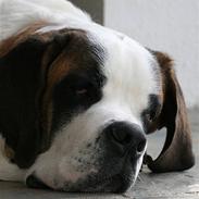 Sankt bernhardshund Conrad 