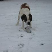 Sankt bernhardshund Conrad 