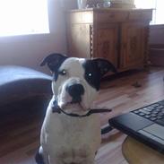 Amerikansk staffordshire terrier Kenzo