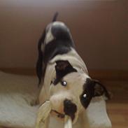 Amerikansk staffordshire terrier Kenzo