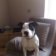 Amerikansk staffordshire terrier Kenzo