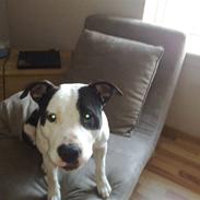 Amerikansk staffordshire terrier Kenzo