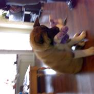 American Akita Brooklyn