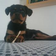 Rottweiler Biggi Smalls