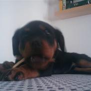 Rottweiler Biggi Smalls