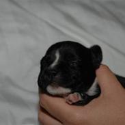 Staffordshire bull terrier Olivia