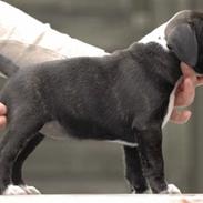 Staffordshire bull terrier Olivia