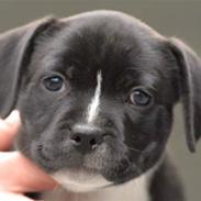 Staffordshire bull terrier Olivia