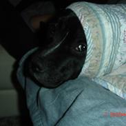 Staffordshire bull terrier Olivia