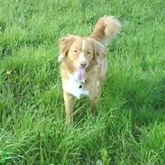 Nova scotia duck tolling retriever rufus