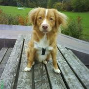 Nova scotia duck tolling retriever rufus