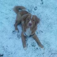 Nova scotia duck tolling retriever rufus