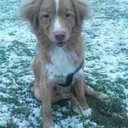 Nova scotia duck tolling retriever rufus