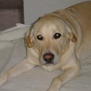 Golden retriever Frodo