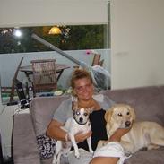 Golden retriever Frodo