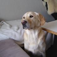 Golden retriever Frodo