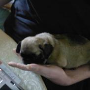 Mops Minnie - RIP 09.03.13