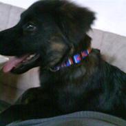 Blanding af racer Zacho