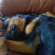 Rottweiler Mudde